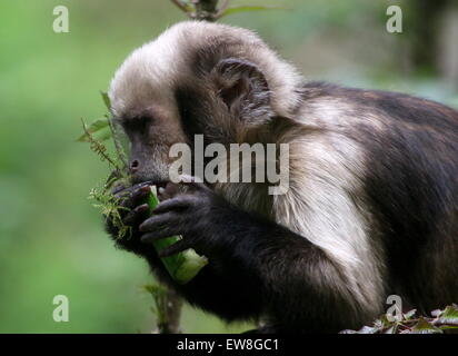 South American Golden aufgebläht oder Golden leitete Kapuziner-Affen (Cebus Xanthosternos, Sapajus Xanthosternos) Fütterung auf Gurke Stockfoto