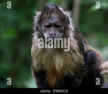 Mürrisch und matschig aussehende südamerikanischen goldenen bauchige Kapuziner Affen (Cebus Xanthosternos, Sapajus Xanthosternos) Stockfoto