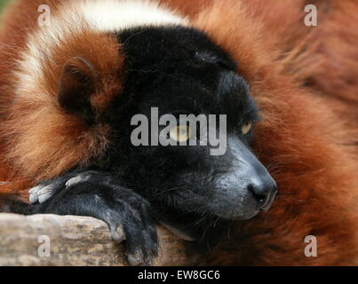 Nahaufnahme eines ausgereiften Madagaskar Red Ruffed Lemur oder Vari (Varecia Variegata Rubra) Stockfoto