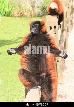 Sonnen madagassische rot ruffed Lemuren (Varecia Variegata Rubra) auf dem Zaun im Artis Zoo, Amsterdam Stockfoto