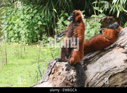 Sonnen madagassische rot ruffed Lemuren (Varecia Variegata Rubra) Stockfoto