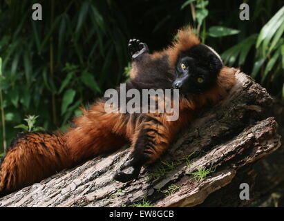 Sonnen madagassische rot ruffed Lemur (Varecia Variegata Rubra) Stockfoto