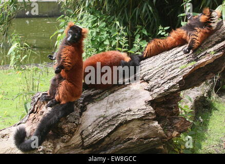 Sonnen madagassische rot ruffed Lemuren (Varecia Variegata Rubra) Stockfoto