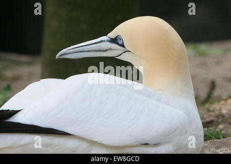 Nördlichen Basstölpel (Morus Bassanus)-Porträt Stockfoto
