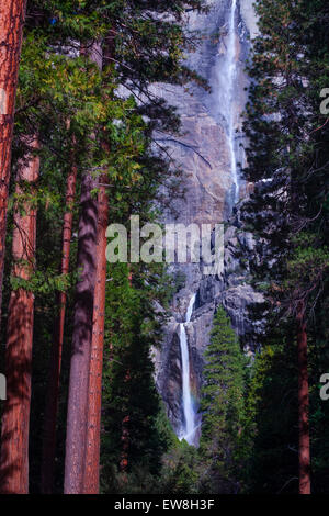 Yosemite Falls vom Talboden, in der Ferne durch Redwood-Bäume sehen Stockfoto