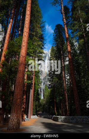 Yosemite Falls vom Talboden, in der Ferne durch Redwood-Bäume sehen Stockfoto