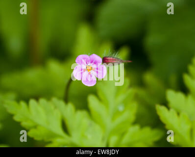 Wilde Blume Kraut Robert Stockfoto