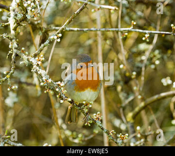 Erwachsenen Rotkehlchen in Hecke Stockfoto