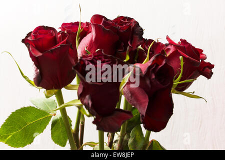 großen Blumenstrauß dunkel rote Rosen mit grünen Blättern Stockfoto