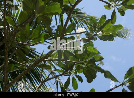 Weiße Frangipani Blüten wachsen natürlich auf das Temple Tree im grünen Dezember Garten in Sri Lanka, Asien. Stockfoto