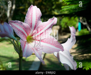 Amaryllis-Blüte mit roten und weißen Streifen im Dezember Garten, Sri Lanka, Asien. Stockfoto