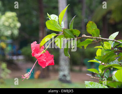 Roter Hibiskus exotische Blumen wachsen im grünen Dezember Garten in Sri Lanka, Asien. Stockfoto