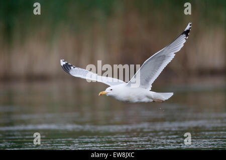 Kaspische Möve, Larus Cachinnans, einzelne Vogel im Flug, Rumänien, Mai 2015 Stockfoto