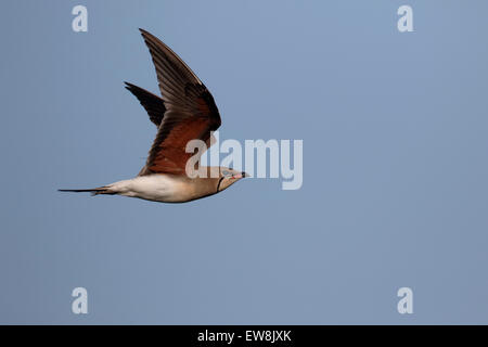 Rotflügel-Brachschwalbe, Glareola Pratincola, einziger Vogel im Flug, Rumänien, Mai 2015 Stockfoto