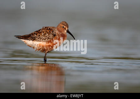 Sichelstrandläufer, Calidris Ferruginea, einziger Vogel im Wasser, Rumänien, Mai 2015 Stockfoto