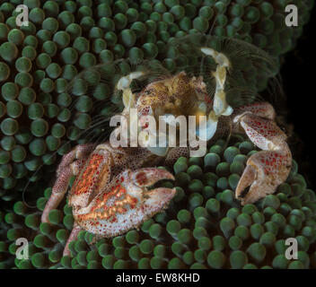 Porzellan-Krabbe versteckt in einer anemone Stockfoto