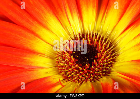 Detailansicht des Zentrums von Gerbera Blume. Stockfoto