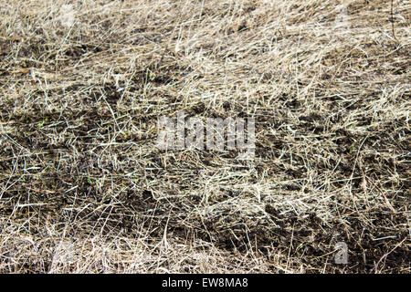 Trockenrasen am Boden Stockfoto