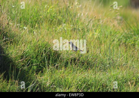 Cornwall Stockfoto