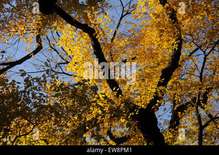 Fall foliage Stockfoto