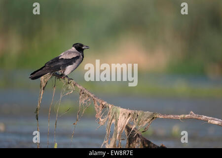 Mit Kapuze Krähe, Corvus Corone Cornix, einziger Vogel auf Zweig, Rumänien, Mai 2015 Stockfoto