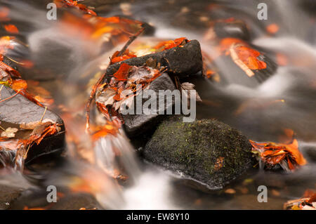 Herbst am Lumsdale fällt im Peak District, Derbyshire England UK Stockfoto