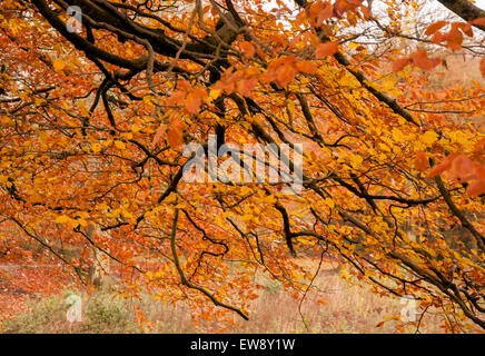 Herbst am Lumsdale fällt im Peak District, Derbyshire England UK Stockfoto