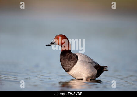 Nördlichen Tafelenten Aythya 40-jähriger, einzelnes Männchen im Wasser, Rumänien, Mai 2015 Stockfoto