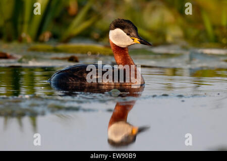 Red-necked Grebe, Podiceps Grisegena, einziger Vogel auf dem Wasser, Rumänien, Mai 2015 Stockfoto