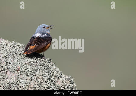 Rock, Soor, Monticola Inselbogens, einziger Vogel auf Felsen, Rumänien, Mai 2015 Stockfoto