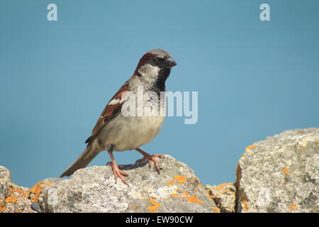 Cornwall Stockfoto