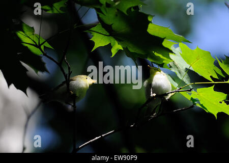 Zwei Wood Warbler Küken unter Ahorn-Blätter nach Verlassen des Nestes Stockfoto