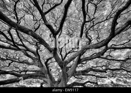 Großes Wild verzweigten Baum. Hawaii, Big Island Stockfoto