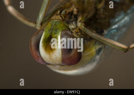 Gemeinsame Backswimmer Notonecta Glauca hautnah Stockfoto