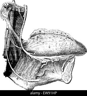 Gefäße und Nerven der menschlichen Zunge, graviert Vintage Illustration. Üblichen Medizin Wörterbuch von Dr. Labarthe - 1885 Stock Vektor