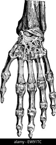 Radiocarpal Joint Carpal Knochen, ihnen, Carpometacarpal und Hand (dorsale), Jahrgang graviert Abbildung. Üblichen Medizin Dictionar Stock Vektor