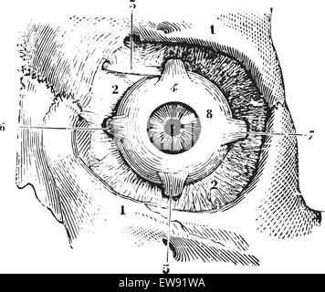 Augenmuskeln und Faszie orbitofrontalen Palpebra Auge, graviert Vintage Illustration. Üblichen Medizin Wörterbuch - Paul Labarthe - 18 Stock Vektor