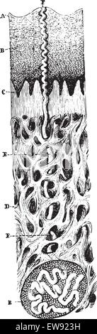Vertikalschnitt der Haut, graviert Vintage Illustration. Üblichen Medizin Wörterbuch - Paul Labarthe - 1885. Stock Vektor