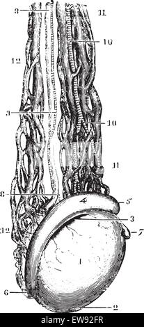 Testikular-Ader oder Spermien Venen, graviert Vintage Illustration. Üblichen Medizin Wörterbuch von Dr. Labarthe - 1885. Stock Vektor