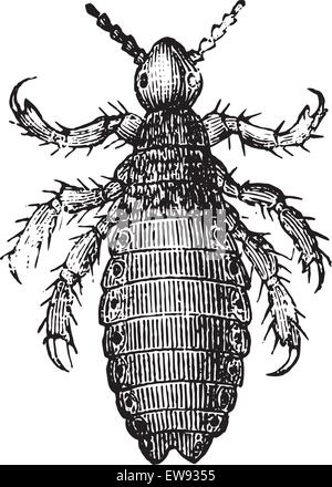 Kopfläuse, Pediculus Humanus Capitis oder Pediculus Capitis bzw. Hauptlaus, graviert Vintage Illustration. Üblichen Medizin Diktion Stock Vektor