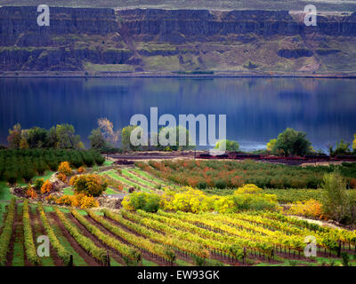 Weingut mit Herbstfarben. Columbia River Gorge National Scenic Bereich, Washington Stockfoto