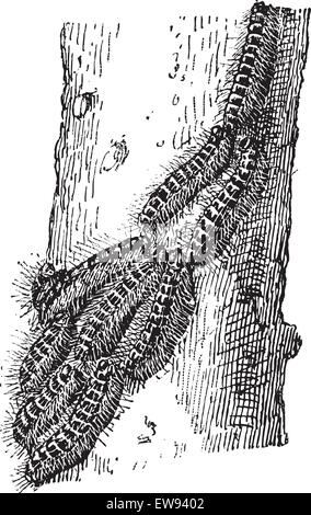 Pinienprozessionsspinner, Vintage gravierten Abbildung. Wörter und Sachen - Larive und Fleury - 1895. Stock Vektor