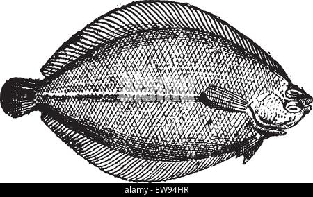 Raute oder Brill, graviert Vintage Illustration. Wörter und Sachen - Larive und Fleury - 1895. Stock Vektor