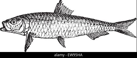 Alten gravierten Abbildung von Sardinen oder Sardellen isoliert auf einem weißen Hintergrund. Wörter und Sachen - Larive und Fle Stock Vektor