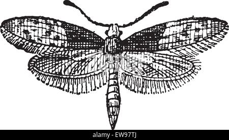 Nachtfalter Schmetterling oder Liphyra Brassolis graviert Vintage Illustration. Wörterbuch der Worte und Dinge - Larive und Fleury - 1895 Stock Vektor