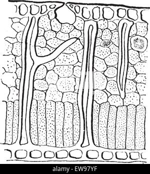 Leaf Blatt Querschnitt, graviert Vintage Illustration. Wörterbuch der Worte und Dinge - Larive und Fleury - 1895 Stock Vektor