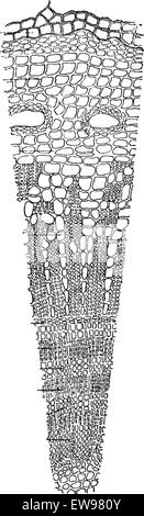 Stamm, graviert Querschnitt eines Baumstammes 5 Millimeter, Vintage Illustration. Wörter und Sachen - Larive und Fl Stock Vektor
