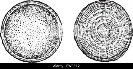 Stamm Querschnitt aus einer Palme (links) und einer Eiche (rechts), graviert Vintage Illustration. Wörter und Sachen Stock Vektor