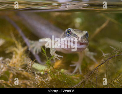 Gemeinsamen Frosch Kaulquappe Froglet Rana Temporaria in fotografischen Aquarium genommen Stockfoto