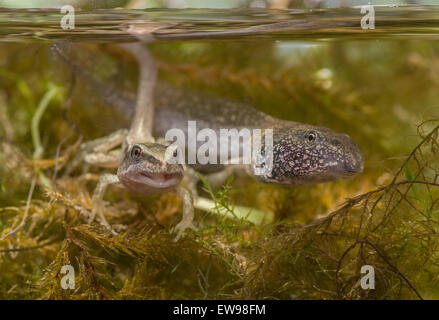 Gemeinsamen Frosch Kaulquappe Froglet Rana Temporaria in fotografischen Aquarium genommen Stockfoto